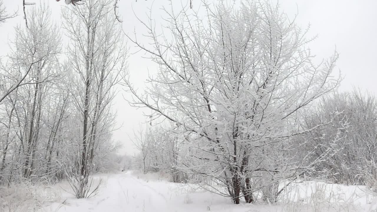 在一个寒冷的霜冻的日子里，冬天的森林景观与雪花在缓慢的动作视频素材