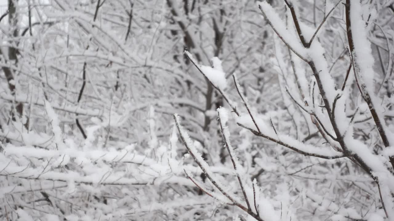 在一个冬天的森林里，树枝被雪覆盖的特写镜头视频素材