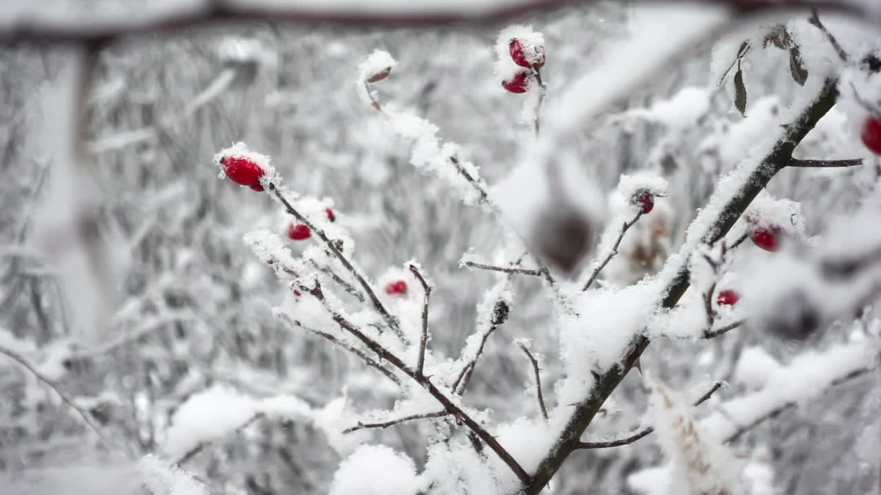 在冬天的森林里用慢镜头拍摄被雪覆盖的荆棘树枝的宏观视图视频素材