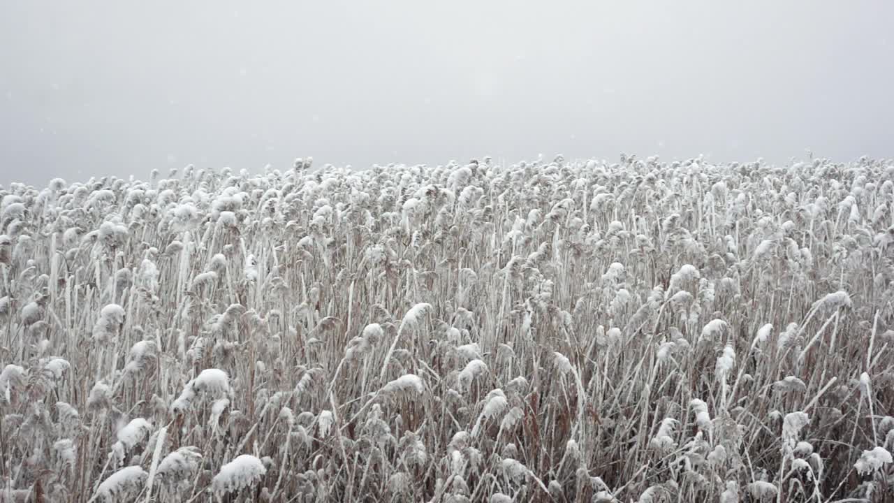 在灰色多云的天空背景下以慢动作拍摄芦苇田在下雪的景象视频素材