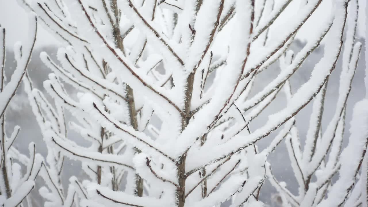 在白色的天空背景下，用慢镜头拍摄冰冻的树枝被雪覆盖的微景视频素材