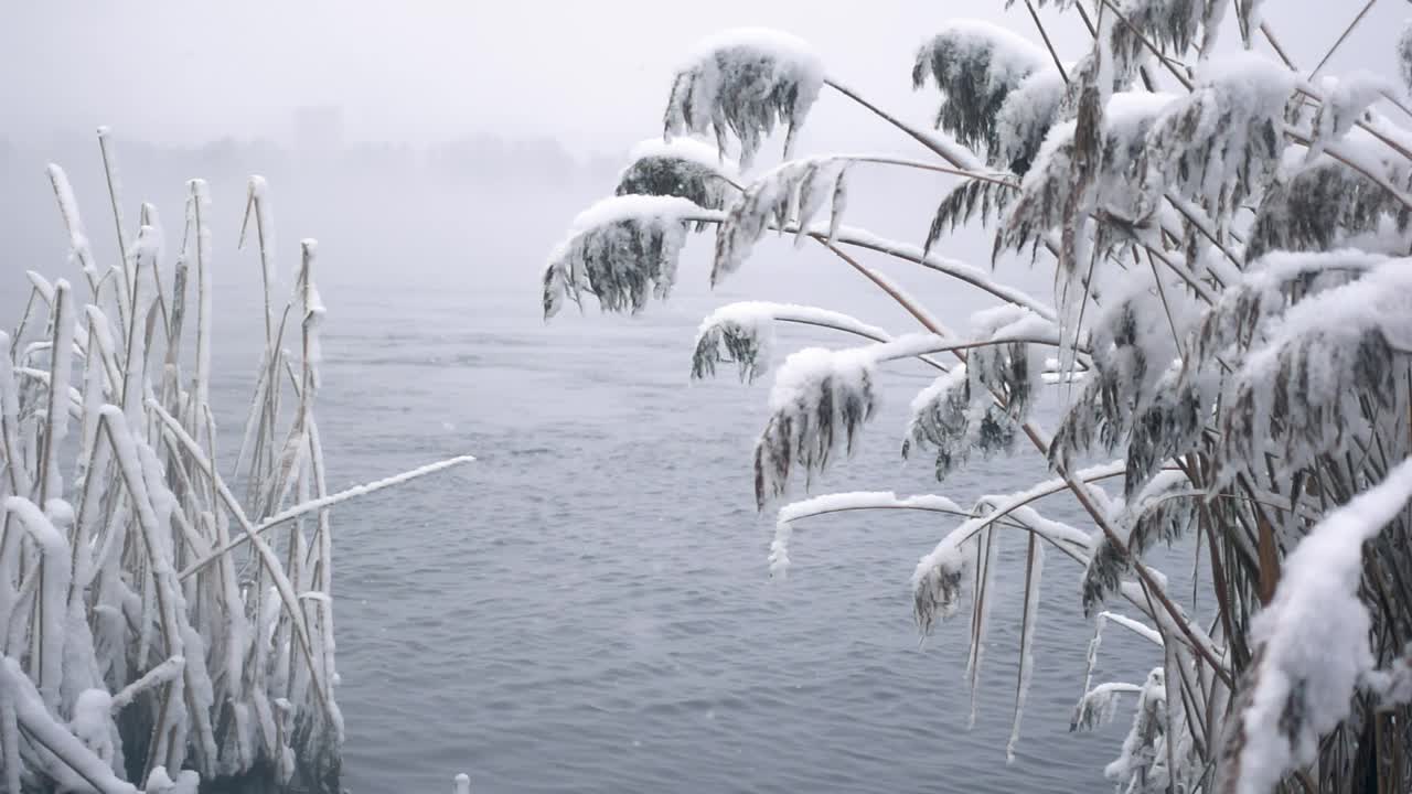 冬天的河流和芦苇生长在岸边的雪花在缓慢的运动视频素材