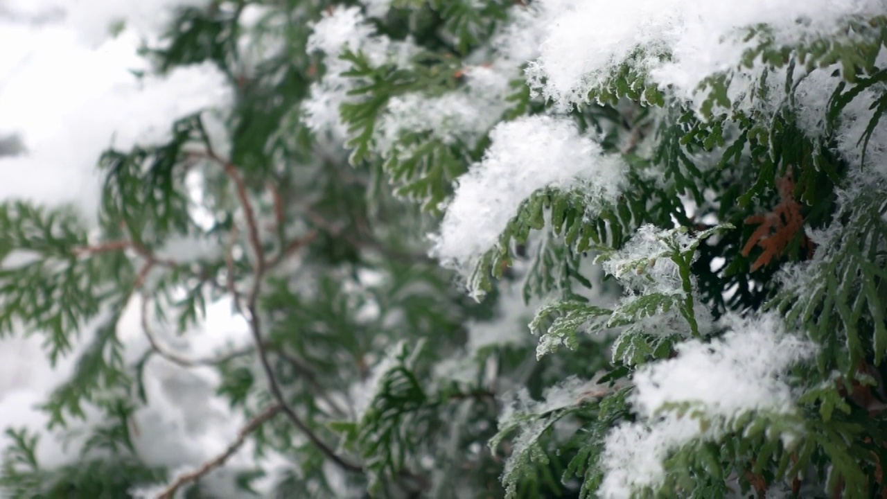 在雪花之间的雪松树枝的特写镜头在一个缓慢的动作拍摄视频素材