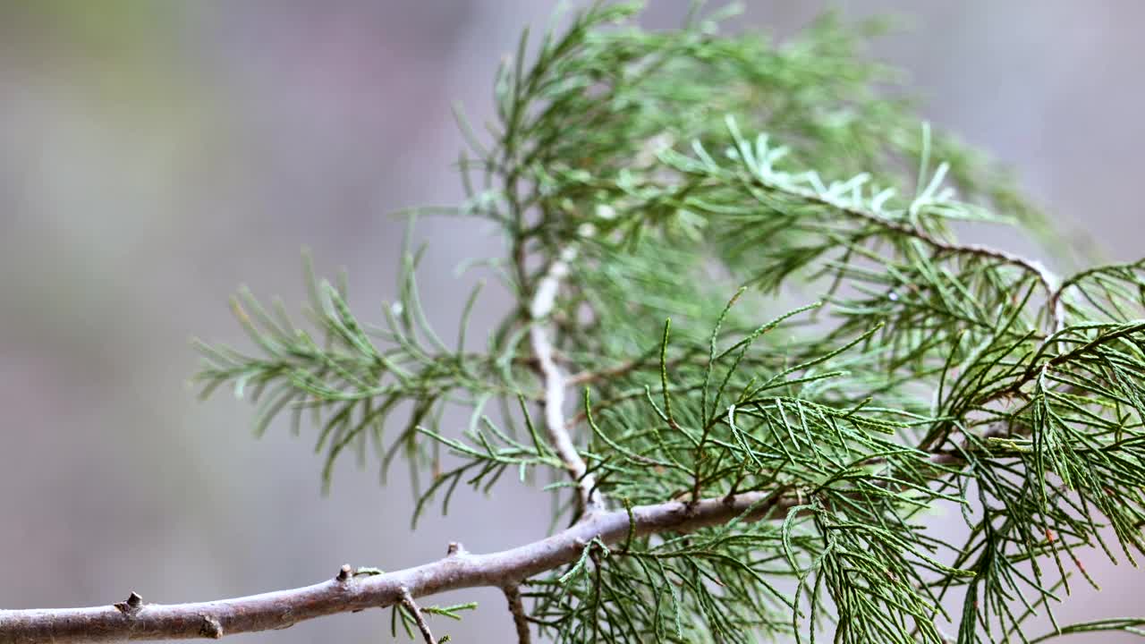 山雀栖息在树枝上视频素材