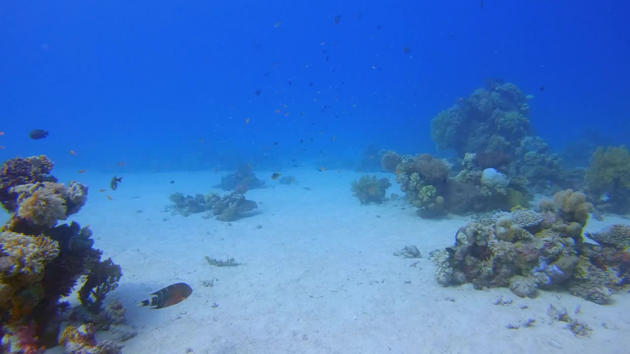 在美丽的珊瑚礁和许多热带鱼水下潜水红海-拉哈米湾/马萨阿拉姆视频素材