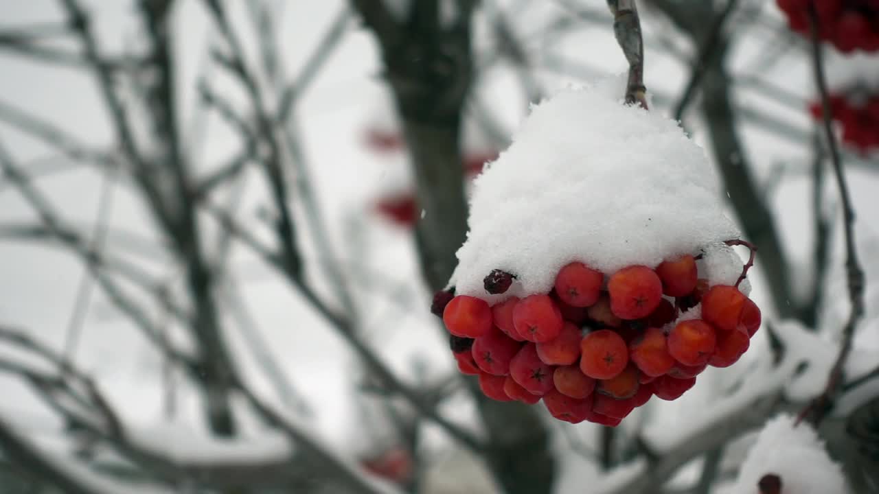 一束红色的rowanberry在冬季森林的宏观和雪花飘落的慢镜头视频素材