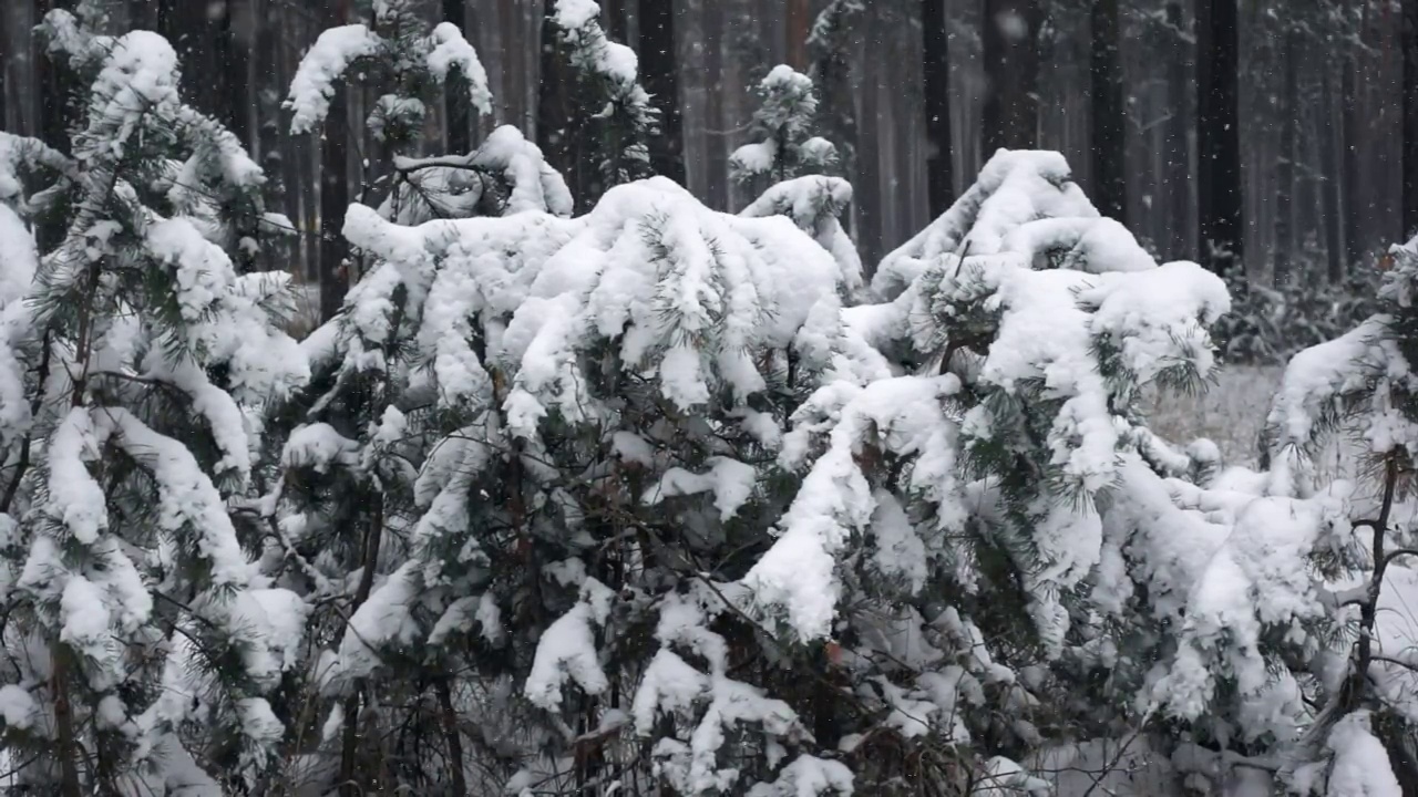 近距离看被雪覆盖的松树树枝，雪花在缓缓飘落视频素材