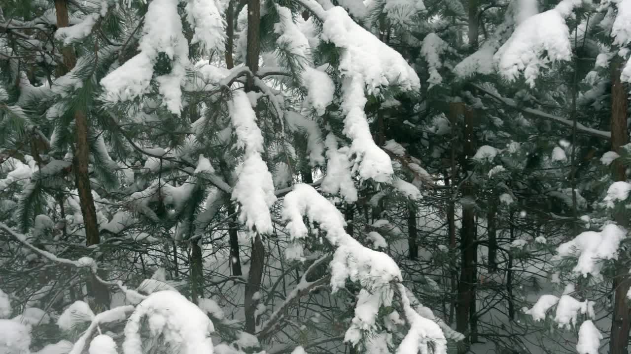 松树树枝被雪覆盖的特写镜头视频素材