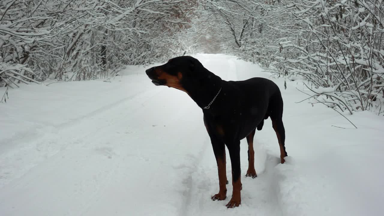 一只狂吠的杜宾犬正站在冬日森林里一条积雪的路上，用慢镜头捕捉猎物视频素材