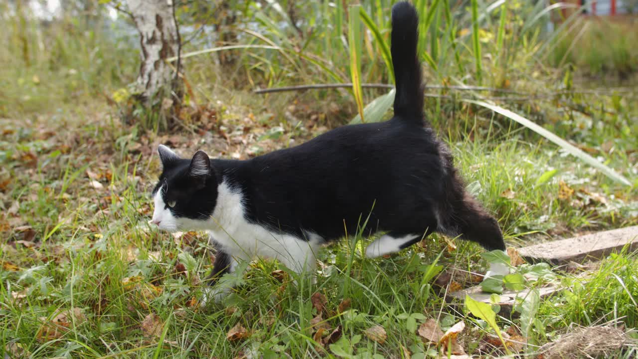 夏日户外的猫视频素材