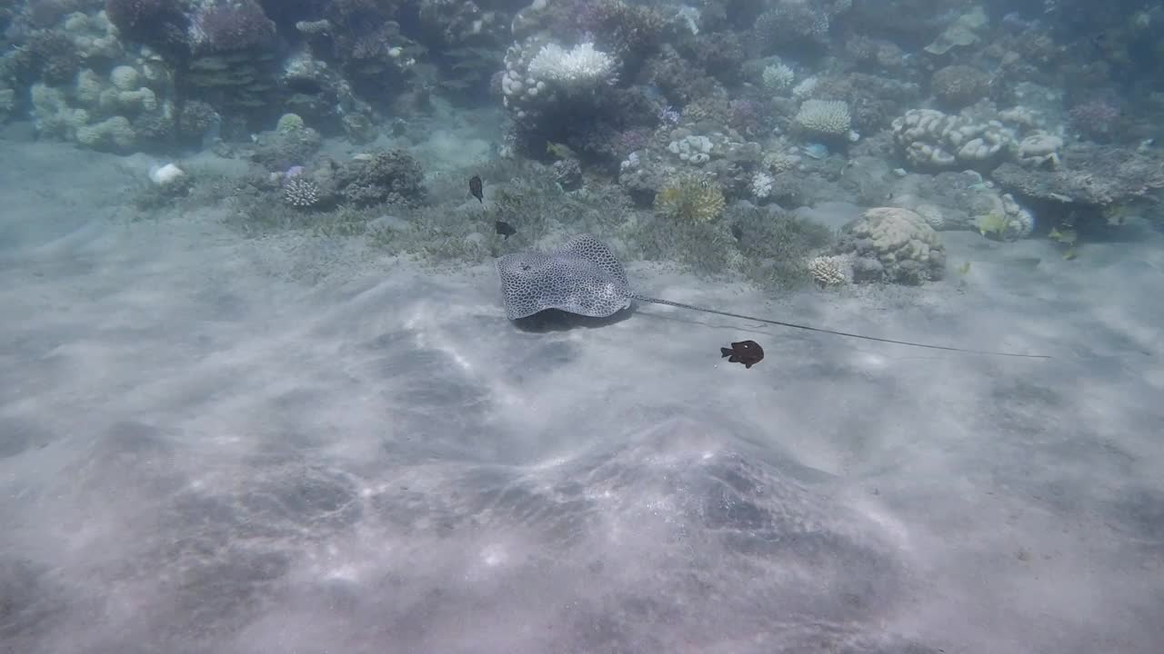 埃及红海-马萨阿拉姆的网状鞭刺鱼或蜂窝状黄貂鱼视频素材