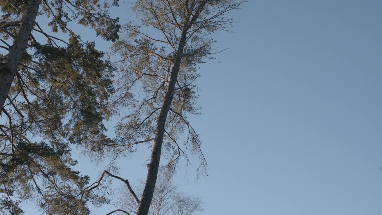 冬天的松树在风中摇曳。美丽的北方风景。视频素材