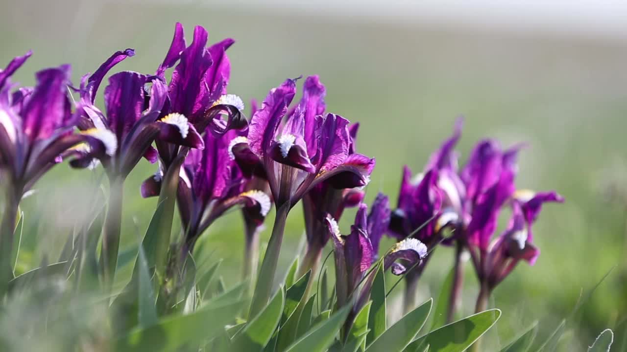 美丽的野生鸢尾花迎风而动视频素材