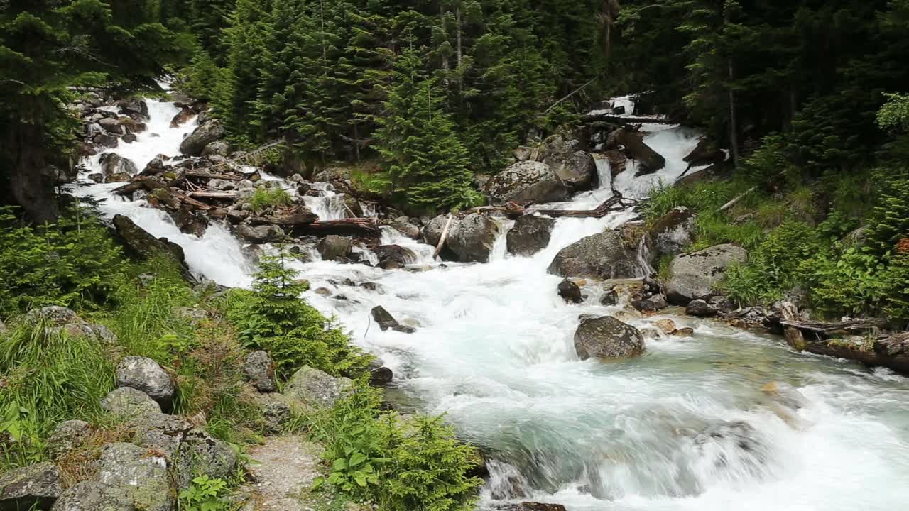 美丽的风景与山河流过岩石在杉木森林视频素材