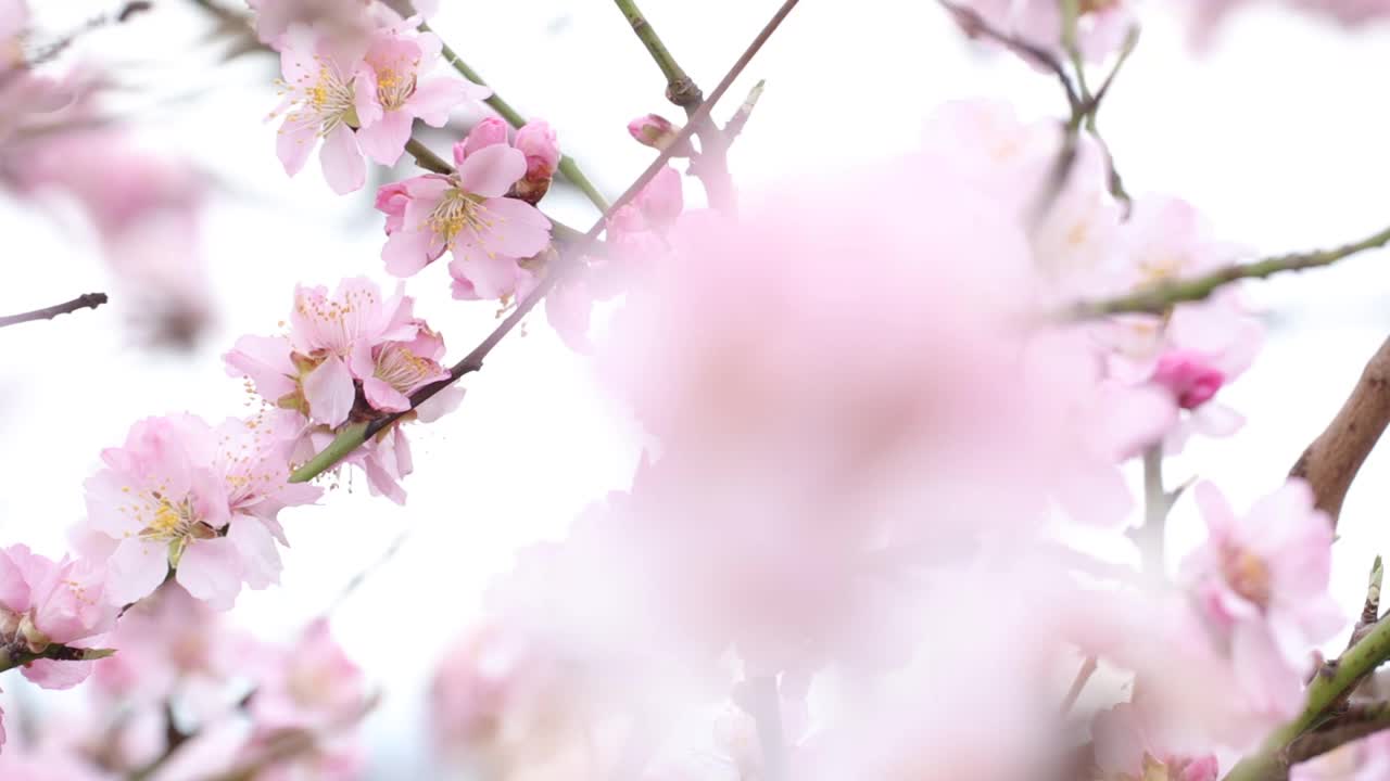 粉红色的杏树花在春天的风架上移动着焦点视频素材