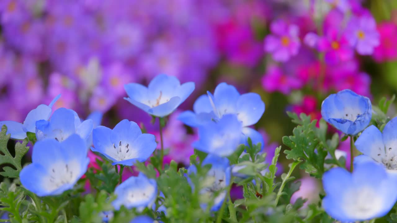 鲜花盛开的莫尼菲拉视频素材