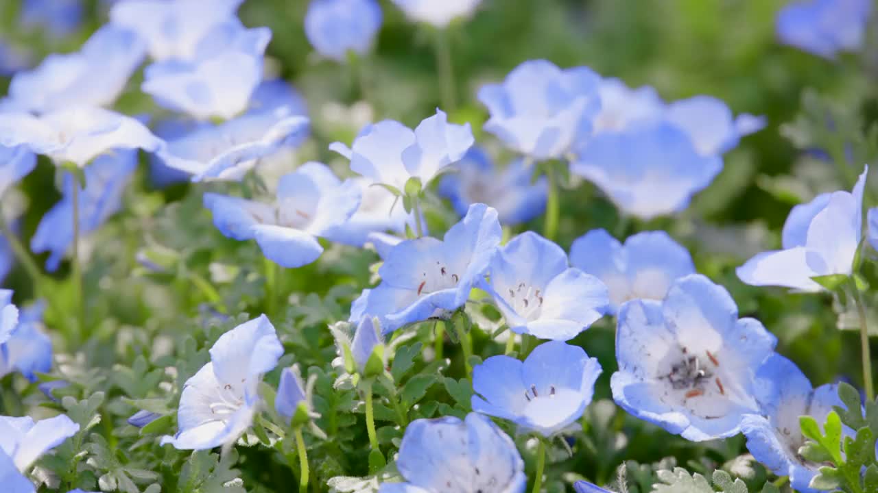 鲜花盛开的莫尼菲拉视频素材