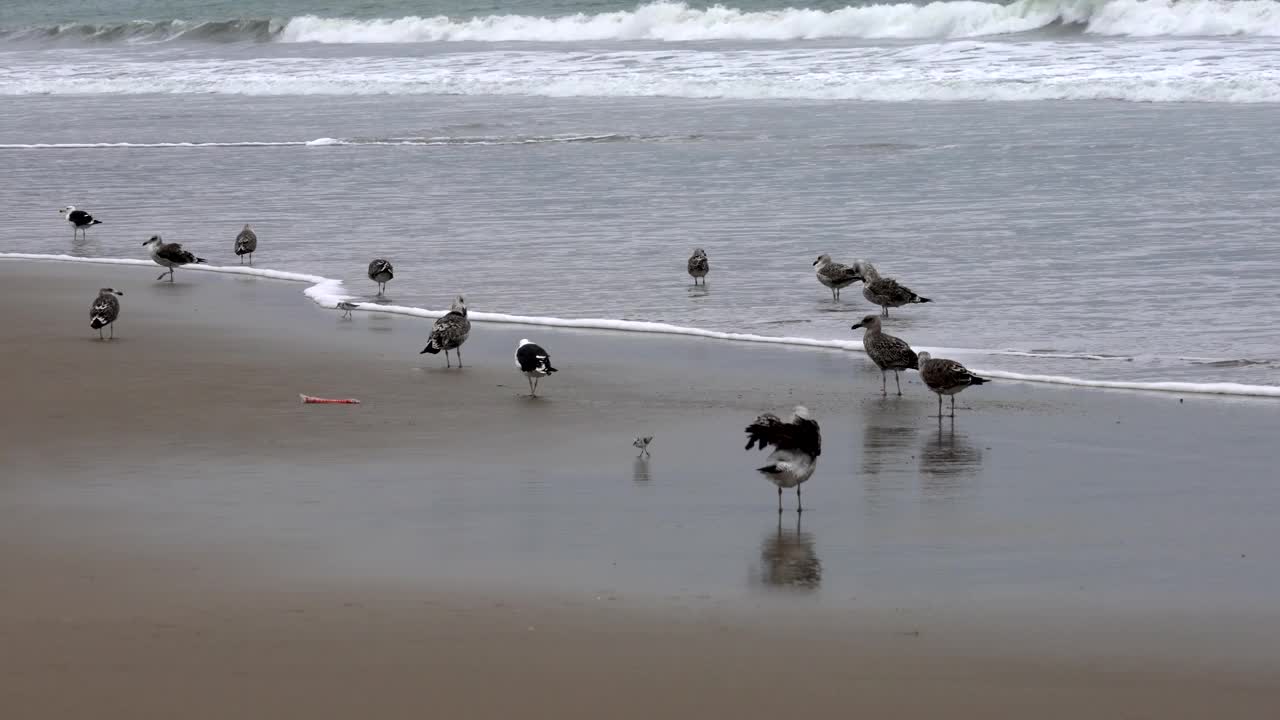 厄瓜多尔圣佩德罗-20180915-海鸥在海滩上冲浪视频素材