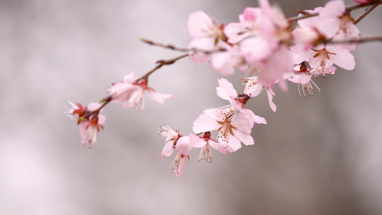 春天樱花盛开视频素材