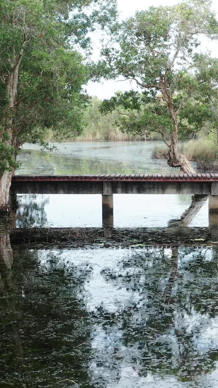 植物园红树林。视频素材