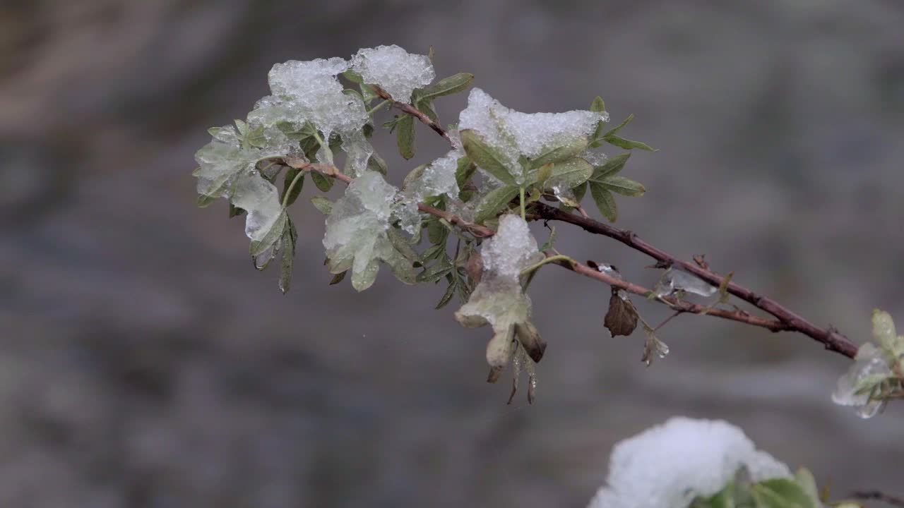 湿雪覆盖的柳枝在河道上摇摆视频素材