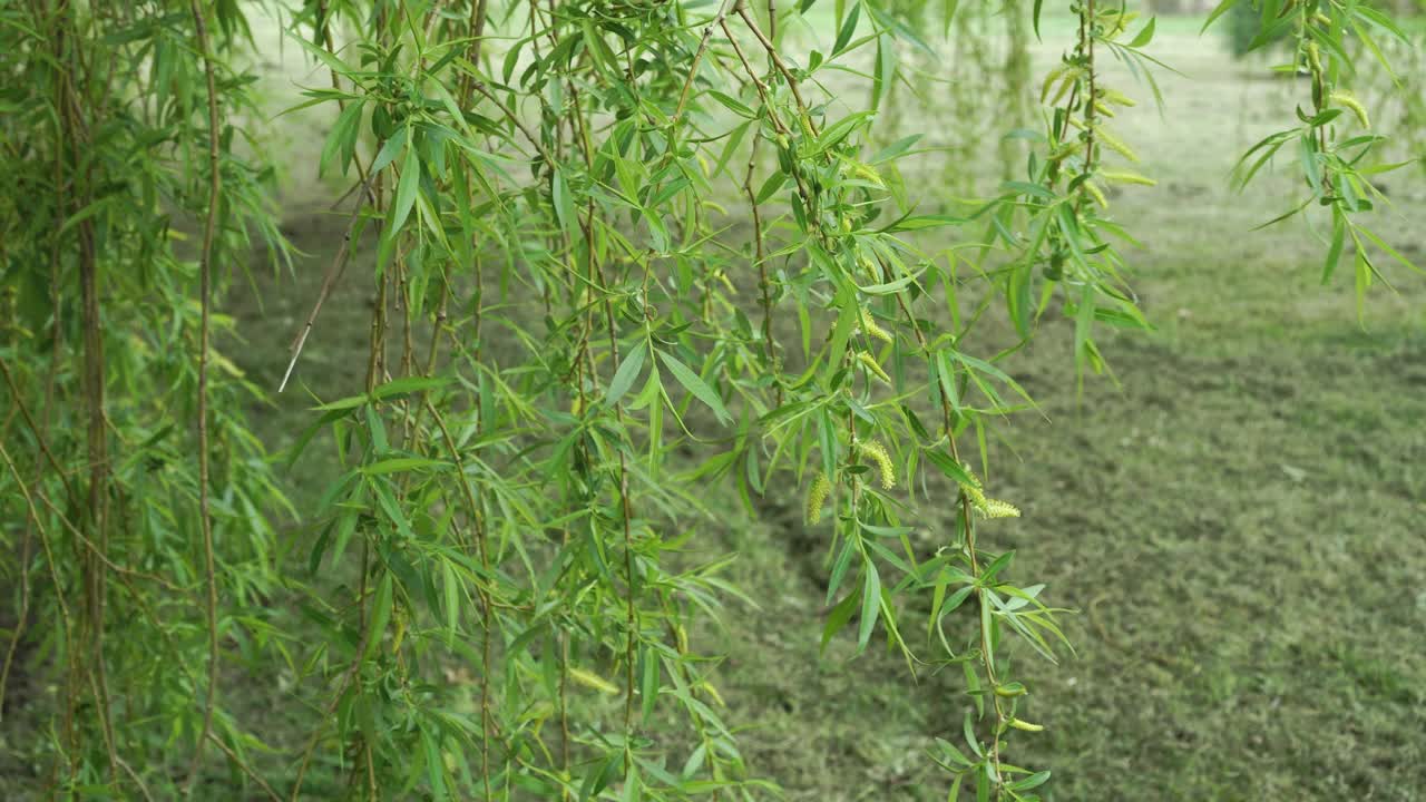 翠绿的树枝上挂满了春天垂柳的柳絮视频素材