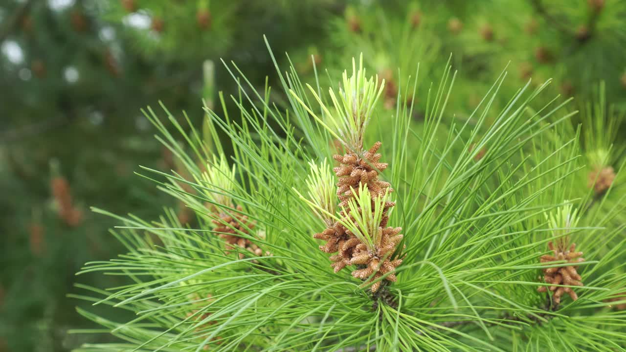 有新球果和芽的开花松树视频素材