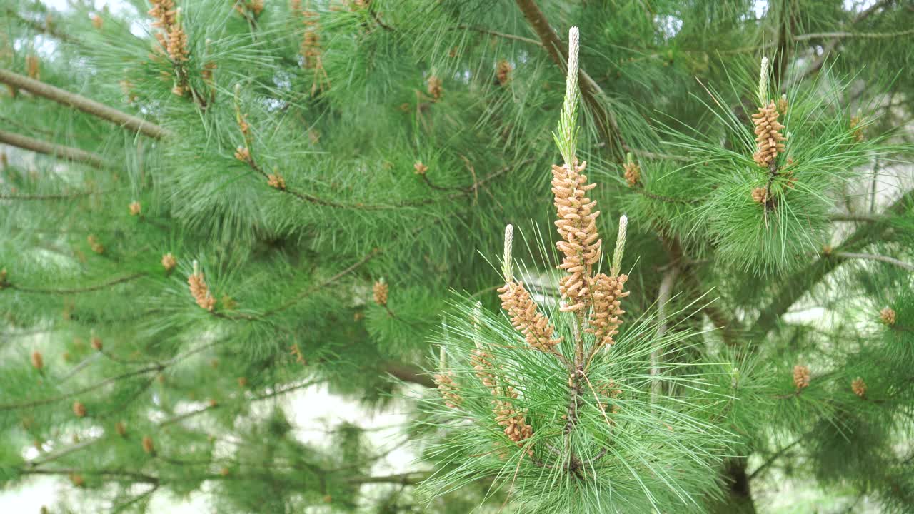 开花的松树带着花粉发芽视频素材