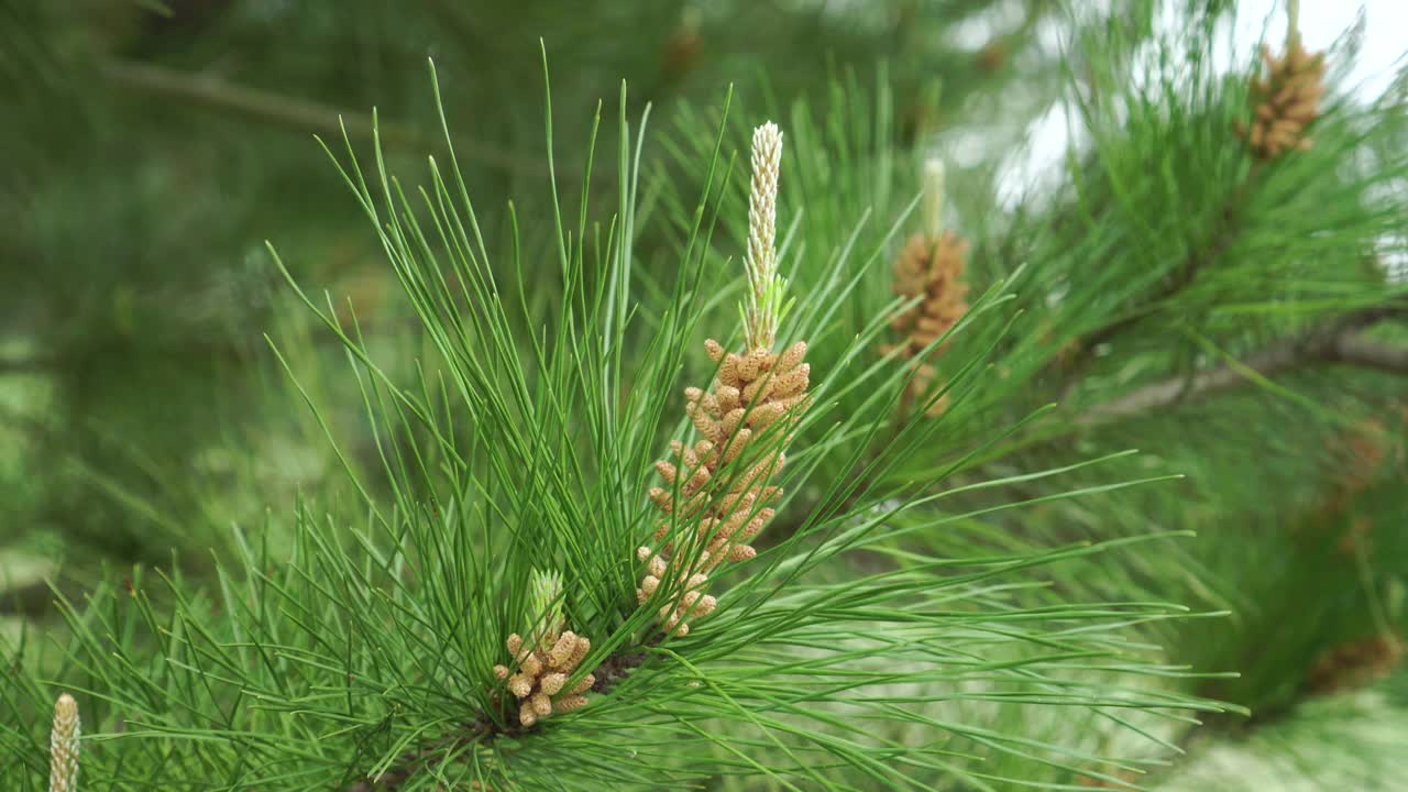 带花粉芽的开花的小松果视频素材