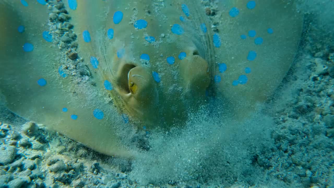 黄貂鱼挖掘土壤寻找食物的特写。蓝斑刺鱼(Taeniura lyma)。海洋水下生物(4K-60pfs)视频素材