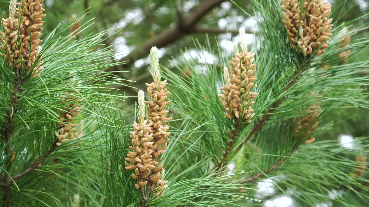 带花粉芽的开花的小松果视频素材