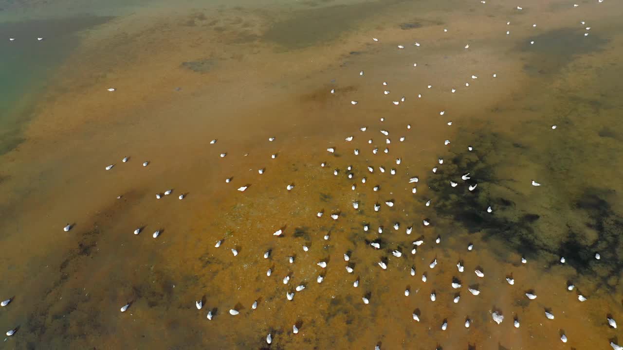 浅滩上海鸥的鸟瞰图。视频素材