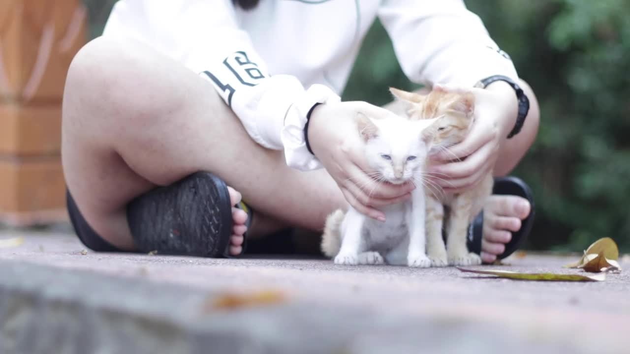 护理宠物视频下载