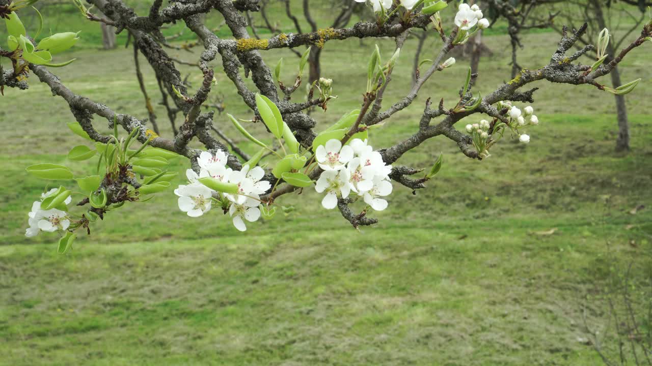 美丽的白色樱花盛开的风景如画视频素材