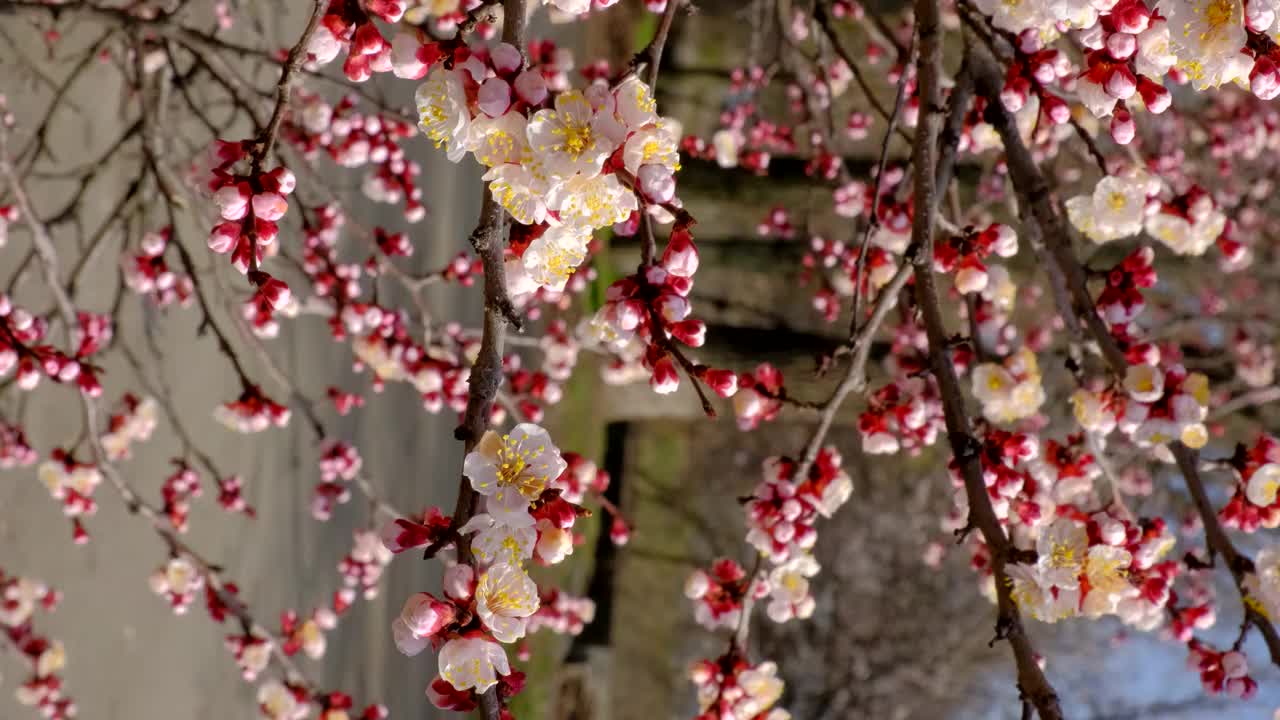 树枝与美丽的白色春天杏花树上。以杏花为背景的自然景色。植物开花的概念。盛开的背景视频素材