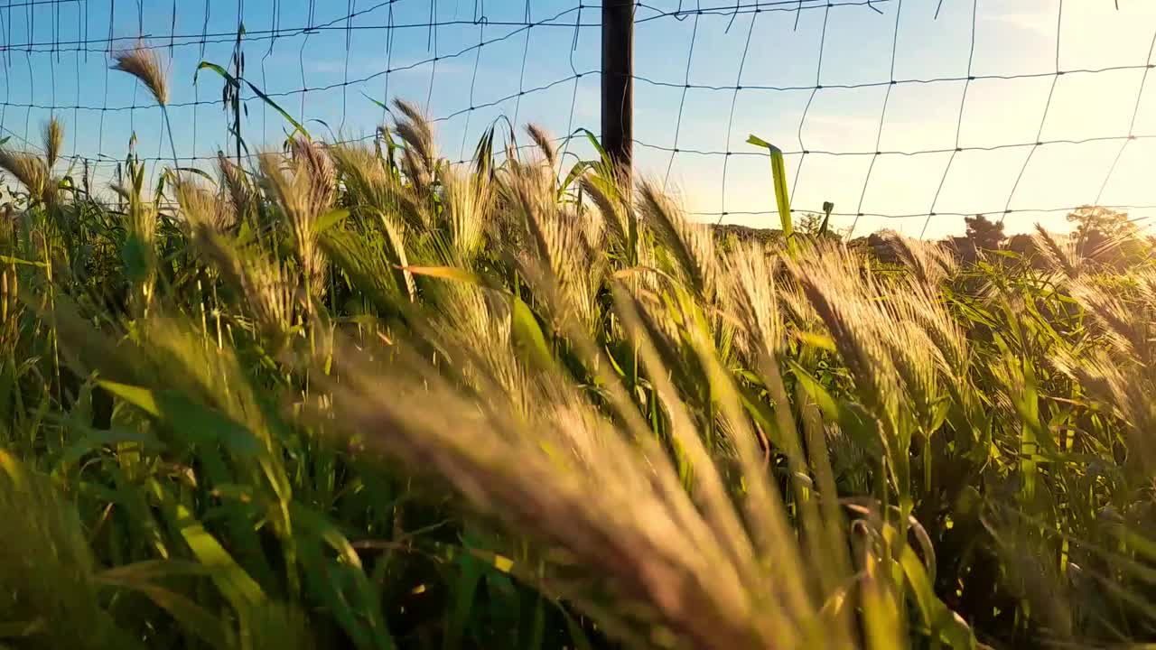 在夕阳中，成熟的麦田随着胜利移动视频素材