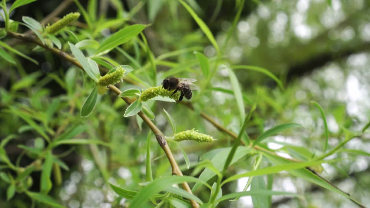 一只蜜蜂在春天巴比伦柳絮上视频素材