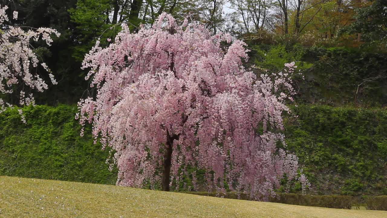 樱花视频素材