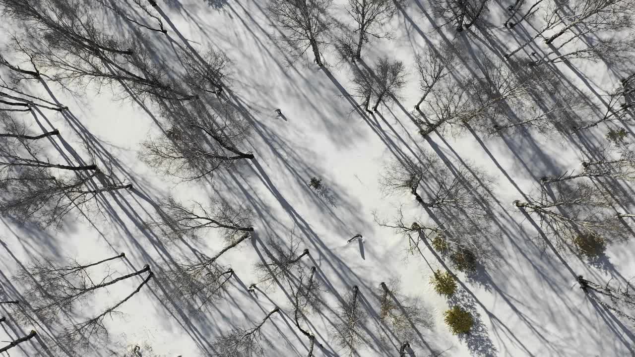 冬季森林景观和日落，冬天雪树，美丽的自然，鸟瞰图视频素材