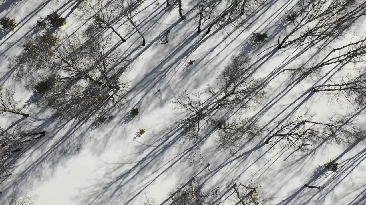 冬季森林景观和日落，冬天雪树，美丽的自然，鸟瞰图视频素材