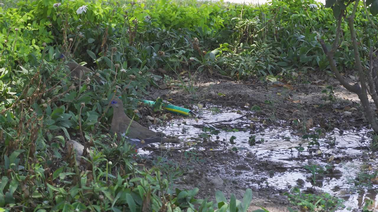 一只灰鸽子的特写镜头，蓝眼睛从水管里取水视频素材