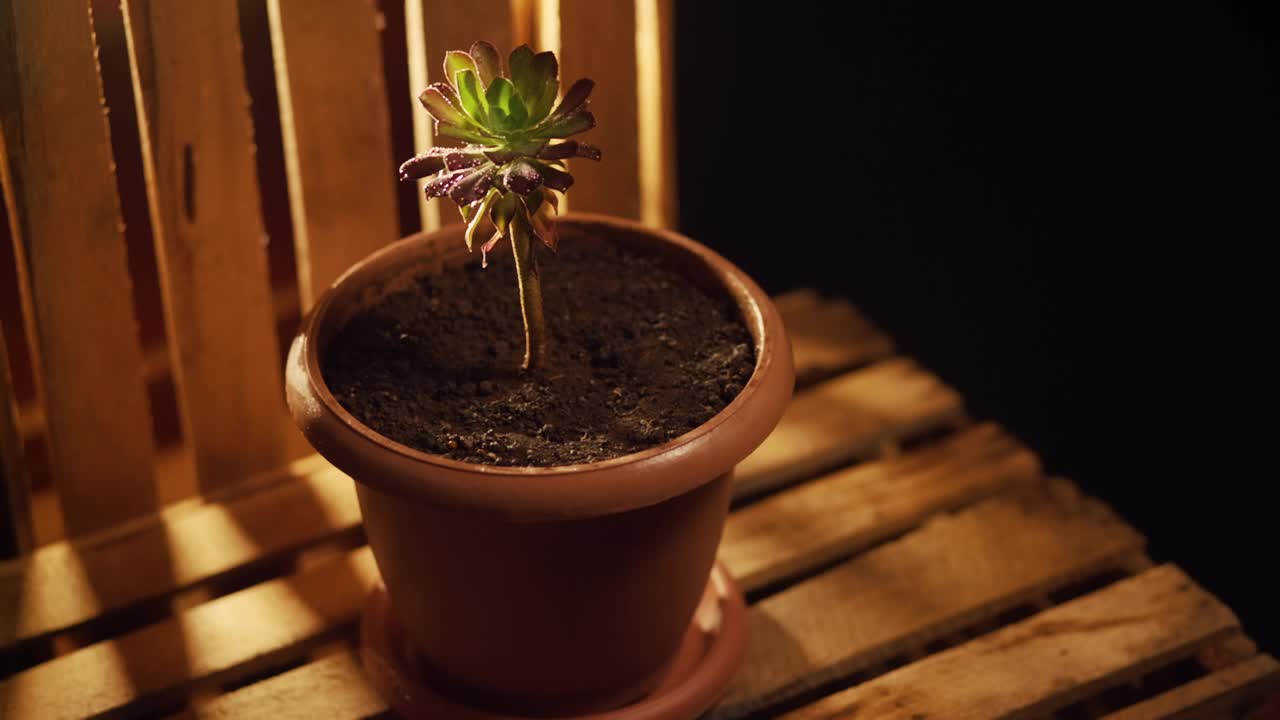 室内开花室内植物木盒。给室内植物浇水，在工作室拍摄视频素材