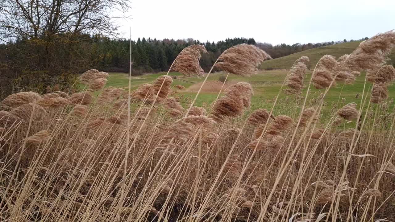 风中有芦苇视频素材