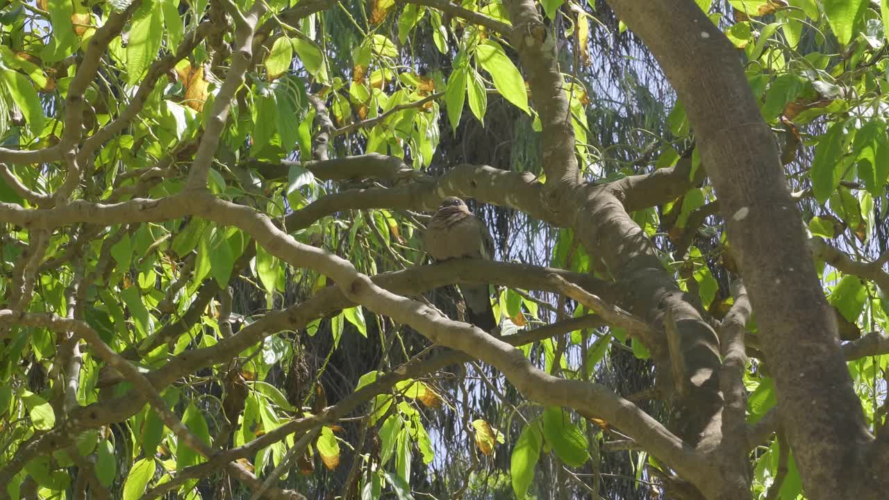 一只鸽子在树枝上抓挠后背视频素材