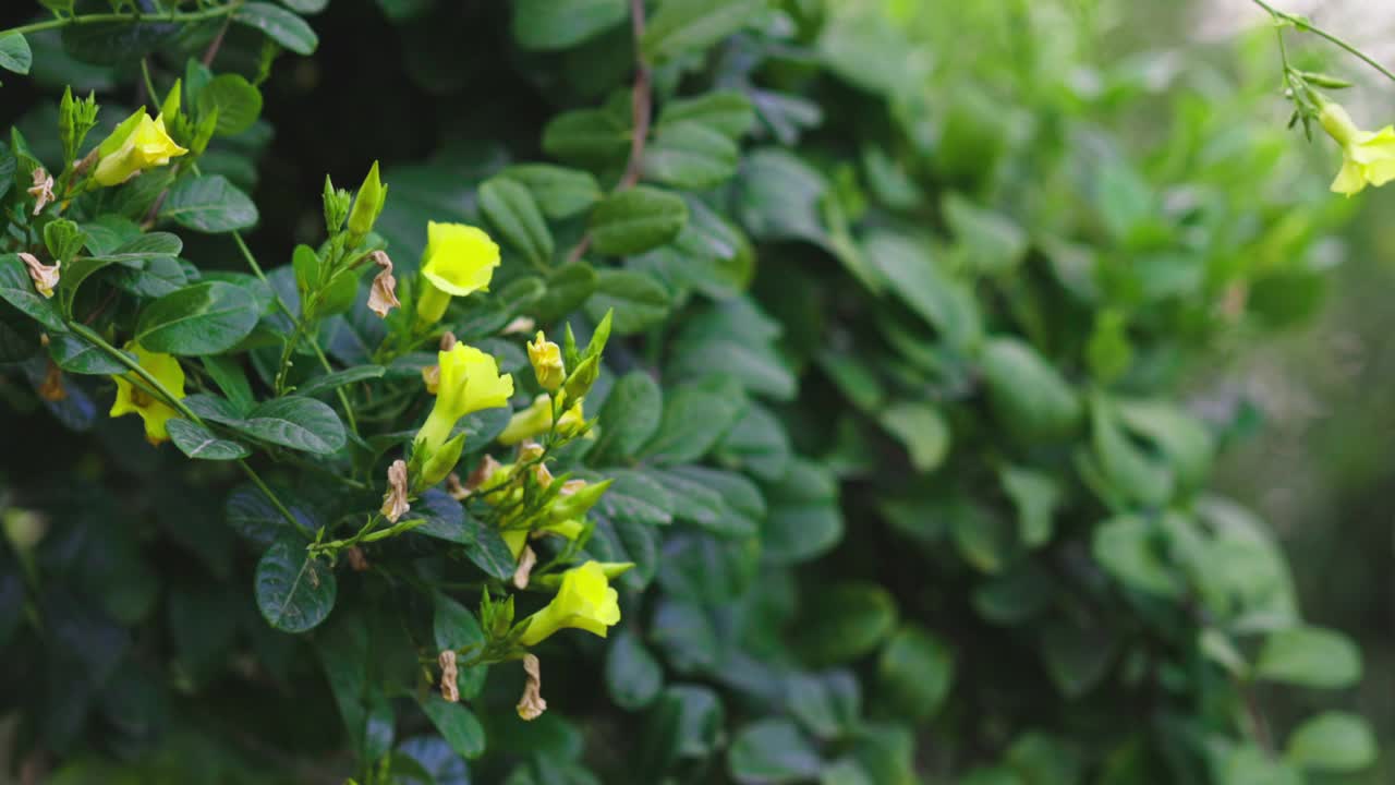 在花园里种植曼德拉草视频素材