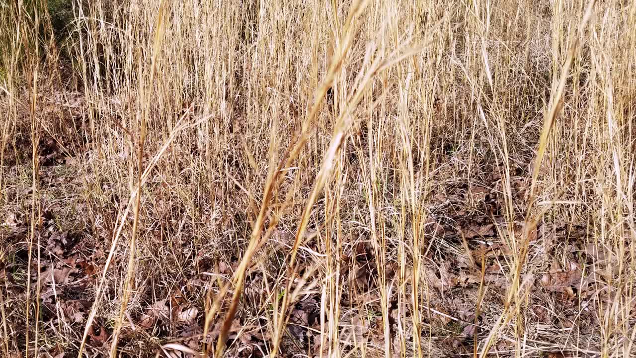 下午晚些时候，田野里长着高大的金色野草。视频素材