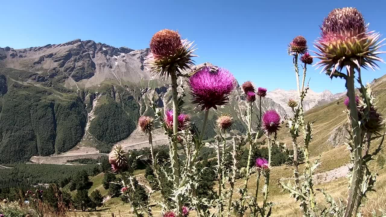 蜜蜂在山花上采集花粉视频下载