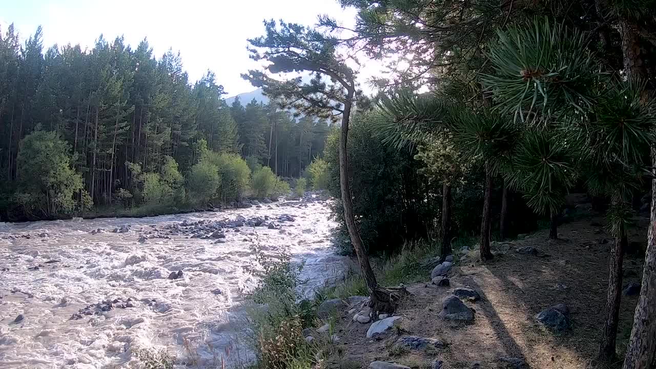 山河在森林中流淌视频下载