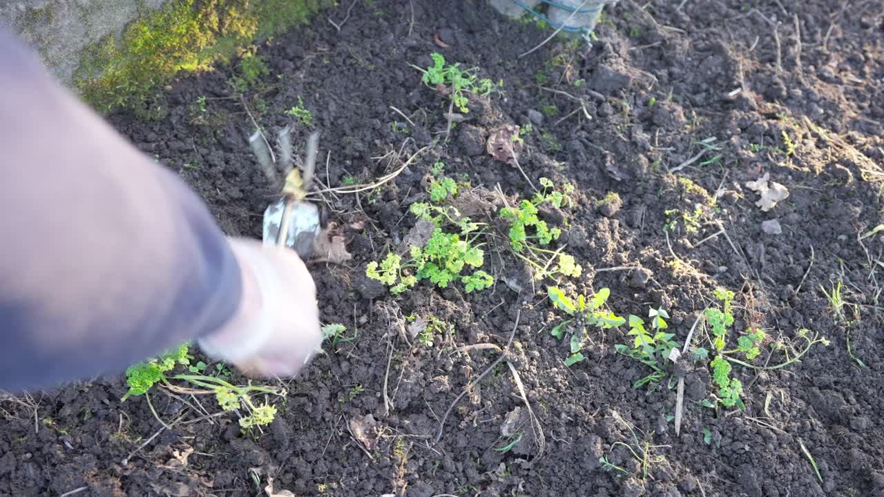 欧芹和除草视频素材