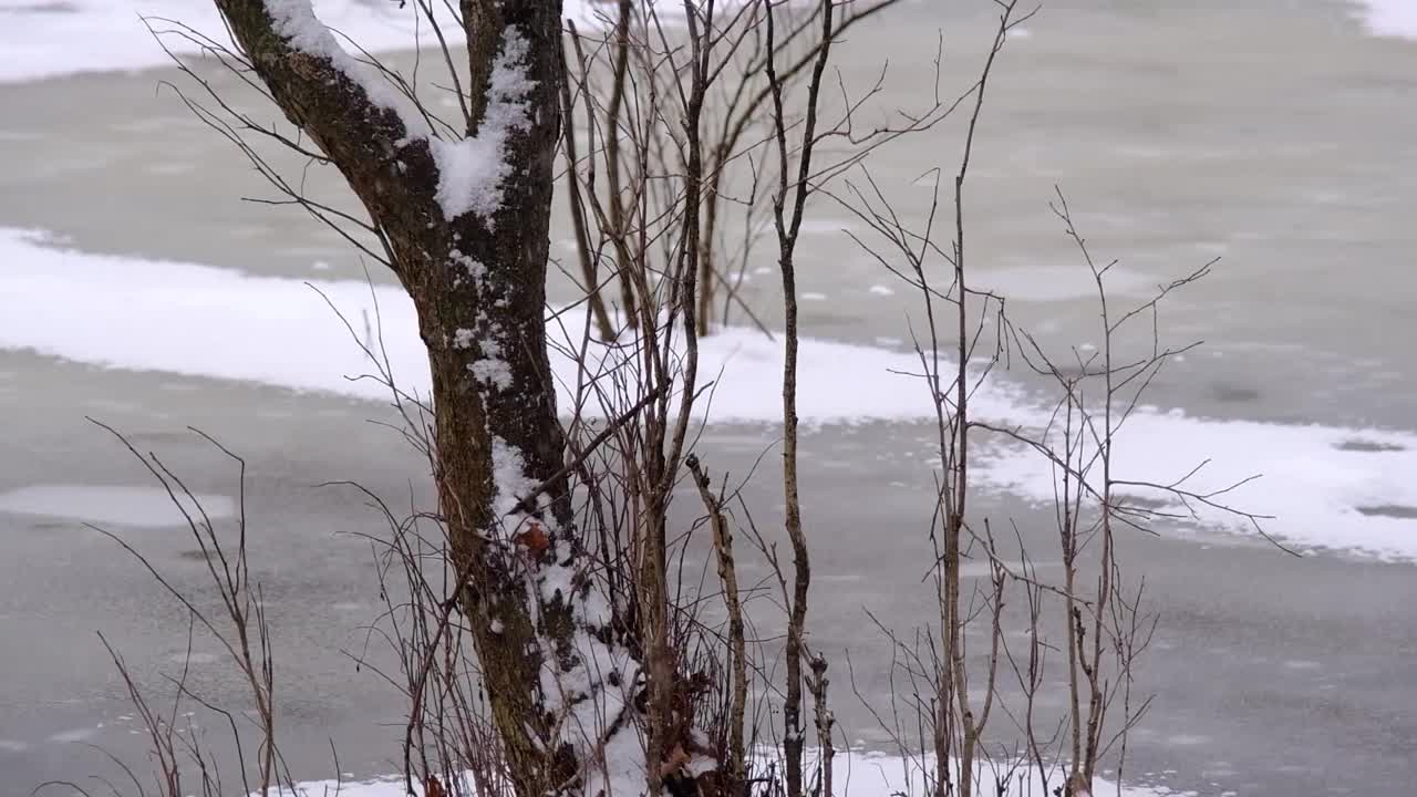 一棵被白雪覆盖的树视频素材